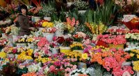 kinh nghiệm bán hoa tươi dịp tết